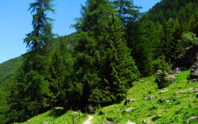 Suone von Vercorin