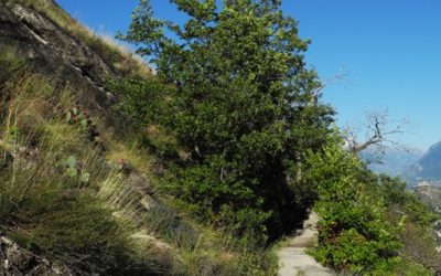 Bisse de Mont d’Orge