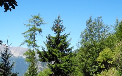 Bisse du Trient