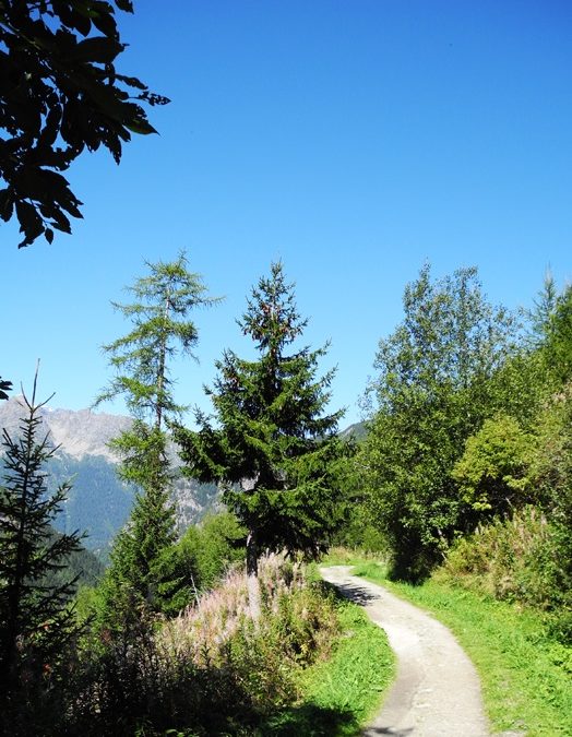 Suone von Trient