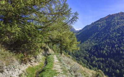 Grand bisse de St Luc et bisse Roux